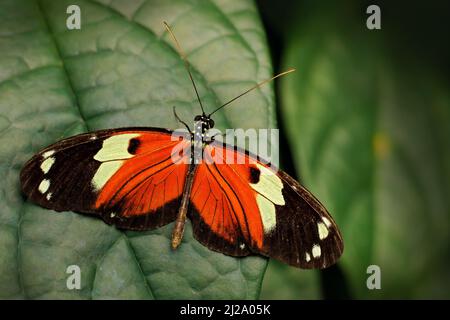 Heliconius melpomene, the postman butterfly from Costa Rica. Black and orange butterfly on the green leaves in the tropic forest. Sunny day, wildlife Stock Photo