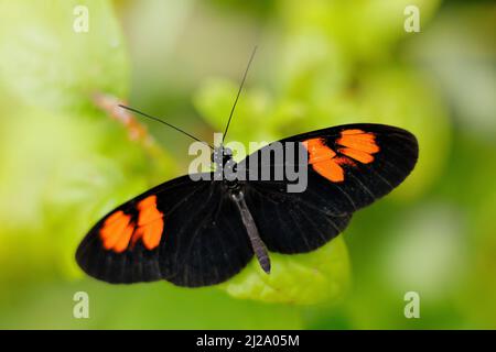 Catonephele numilia, the blue-frosted banner, blue-frosted Catone - black orange spot butterfly from Ecuador. Beautiful insect sitting om the leave in Stock Photo