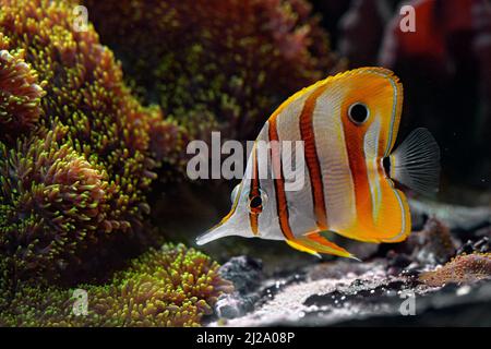 Copperband butterflyfish, Chelmon rostratus, in the nature water habitat. Beaked coral fish, is found in reefs in both the Pacific and Indian Oceans. Stock Photo