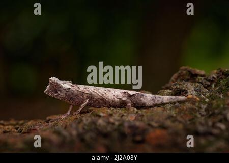 Brookesia stumpffi, plated leaf chameleon, Madagascar. Small lizard in forest habitat. Exotic beautiful endemic green reptile with long tail from Sout Stock Photo