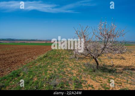 Blooming fruit trees in a rural landscape near Belmonte, Castilla-La Mancha, Spain Stock Photo