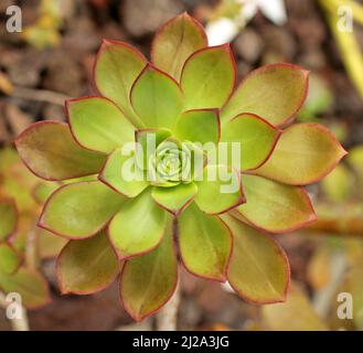 Aeonium haworthii,aka Haworth's aeonium or Pinwheel,species of succulent flowering plant in the family Crassulaceae. Stock Photo