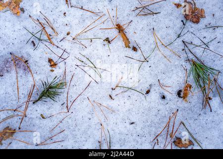 Background with melting snow and fallen leaves, tree bark, spruce needles on snow, Winter texture Stock Photo