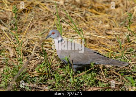 African Mourning Dove (Streptopelia decipiens) Stock Photo