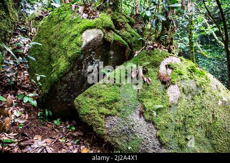 Stone overgrown with moss and lichen, covered with dry leaves in tropical rainforest in Morne Seychelles National Park on Mahe Island. Stock Photo