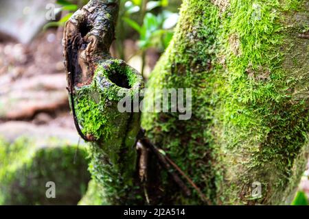 Tree branch overgrown with moss and lichen in tropical rainforest in Morne Seychelles National Park on Mahe Island, close-up view. Stock Photo