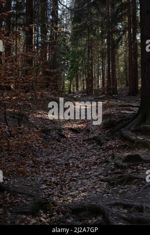 Path Through Young Spring Spruce forest under sun rays. Forest landscape. Stock Photo