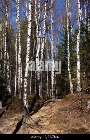 Path Through Young Spring Birch forest under sun rays. Forest landscape. Stock Photo