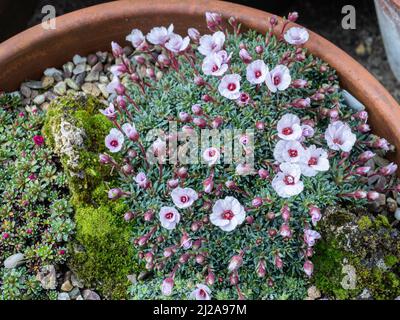 An encrusted mound of the early flowering kabschia Saxifraga Jenkinsae showing the delicate pale pink flowers Stock Photo