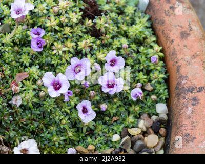 An encrusted mound of the early flowering kabschia Saxifraga Lilacinashowing the delicate lilac flowers Stock Photo
