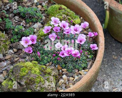 An encrusted mound of the early flowering kabschia Saxifraga Nanceye showing the delicate deep pink flowers Stock Photo