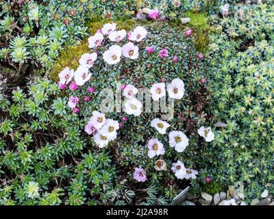 An encrusted mound of the kabschia Saxifraga Tysoe Pink Perfection showing the delicate pale pink flowers Stock Photo