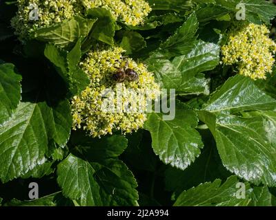 A honeybee feeding on the early spring flowers of Smyrnium olusatrum - Alexanders against a background of the shiny green fresh leaves Stock Photo
