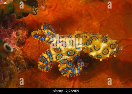 Blueringed octopus (Hapalochlaena lunulata), highly toxic, Raja Ampat, Irian Jaya, West-Papua, Indonesia Stock Photo