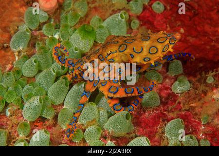 Bluering octopus (Hapalochlaena lunulata), highly toxic, between Lesser Urn Ascidians (Atriolum robustum), Raja Ampat, Irian Jaya, Indonesia Stock Photo