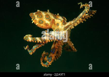 Blueringed octopus (Hapalochlaena lunulata), highly toxic, Raja Ampat, Irian Jaya, West-Papua, Indonesia Stock Photo