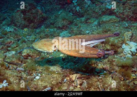 Common Octopus (Octopus vulgaris), swimming, Port Cros, Hyeres, France Stock Photo