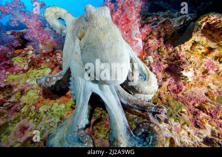 Big blue Octopus or Reef Octopus (Octopus cyanea) in a coral reef, Similan islands, Thailand Stock Photo