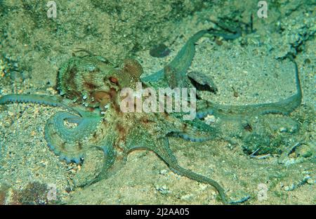 Common Octopus (Octopus vulgaris), Corsica, France Stock Photo