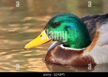 Mallard duck male on the lake, colorful bird, close up with water drops Stock Photo