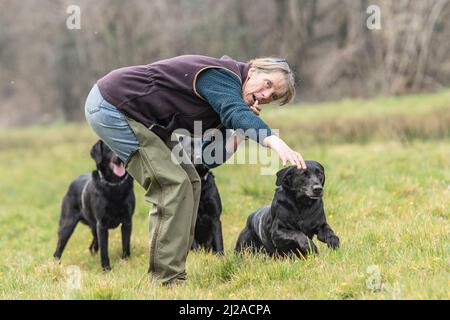 training a black labrador retriever dog Stock Photo