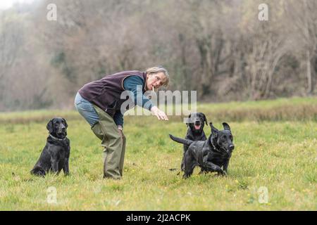 training a black labrador retriever dog Stock Photo