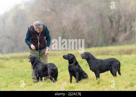 dog trainer and three Labrador dogs Stock Photo
