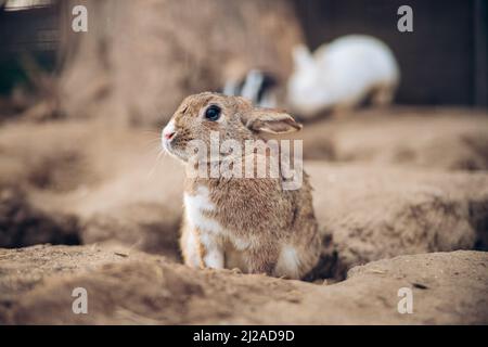 Adorable brown rabbit stands on ground. Teenager brown bunny sits between holes in the ground. High quality photo Stock Photo