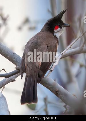 Red whiskered Bulbul Bird on Tree ,Pycnonotus jocosus Stock Photo - Alamy