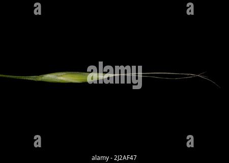 Giant Fescue (Lolium giganteum). Spikelet Closeup Stock Photo