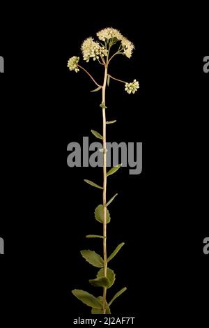 Grand Stonecrop (Hylotelephium maximum). Habit Stock Photo