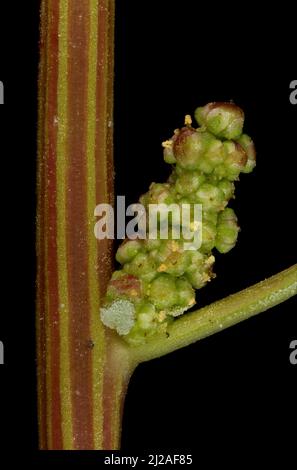 Oak-Leaved Goosefoot (Oxybasis glauca). Inflorescence Detail Closeup Stock Photo