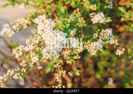 spirea shrub blooming in small white clusters. Delicate small flowers are collected in bunch on blurred background of spring green foliage Stock Photo
