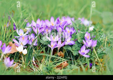 Purple crocus spring flowers on blurry grass background blooming in early spring Stock Photo