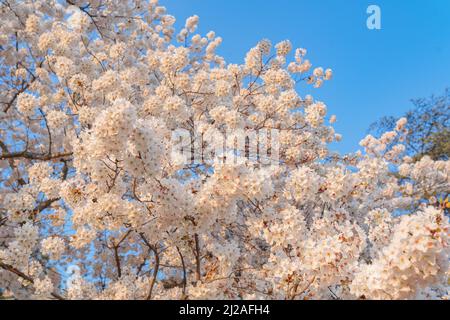 Sakura flowers pink soft blurred focus. Blossoming apple tree, spring background, tenderness of natural natural eco cosmetics. pink cherry Stock Photo