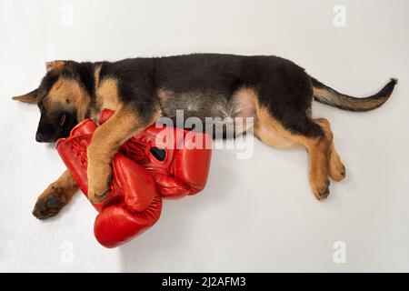 Top view of german shepherd puppy sleeping on floor with red boxing glove. Full length of cute black and brown dog napping isolated on white background. Concept of domestic animals. Stock Photo