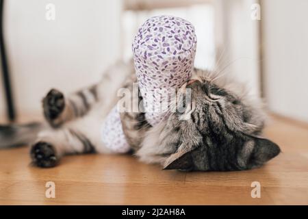 Valerian for the cat: plant intoxication for house tigers. Domestic gray fluffy cat plays and enjoys fabric bag with valerian. Stock Photo