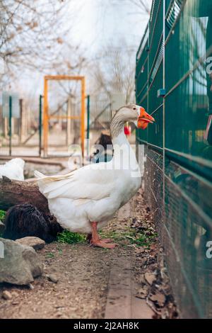 Portrait of Domestic goose, in profile on blurred background in a zoo. White goose. High quality photo Stock Photo
