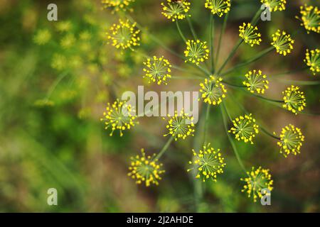 Yellow flowers of dill, Anethum graveolens. Close up. In the open ground in the garden grows vegetable dill. Stock Photo