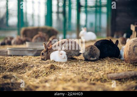 Cute adorable rabbits bunnies hugging together in a farm. Holes dug in the ground is their home. High quality photo Stock Photo