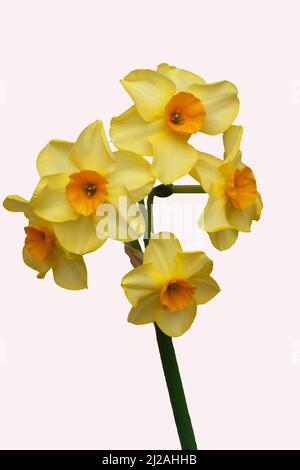 Macro close-up of Narcissus tazetta Martinette Stock Photo