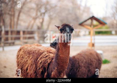 A cute brown llama in a zoo park. A fluffy animal mammal. Similar to an alpaca. High quality photo Stock Photo