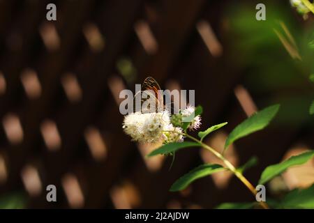 Red european peacock butterfly. Butterfly flower. Peacock butterfly sits on white flowers on a sunny day Stock Photo