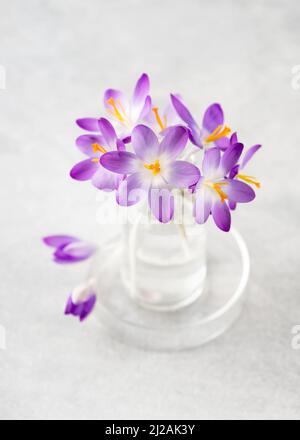Beautiful small bouquet of purple crocus flowers in glass vase for home decor. Stock Photo