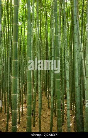 Vertical view of the lush Arashiyama Bamboo Grove, Kyoto, Japan Stock Photo