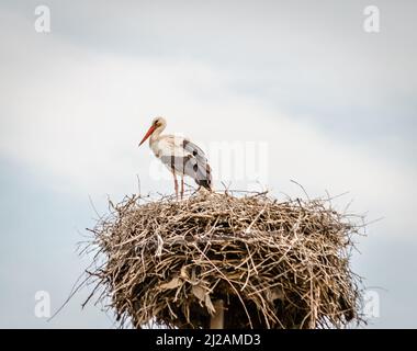 A family of wild storks in a populated area in a nest on an electric pole. Stock Photo