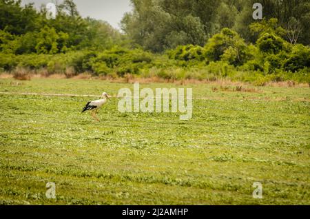 The White Stork bird walks through the clearing in front of the forest. Stock Photo
