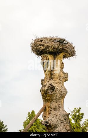 A stork's nest attached to the top of a tree, outside the settlement. Stock Photo