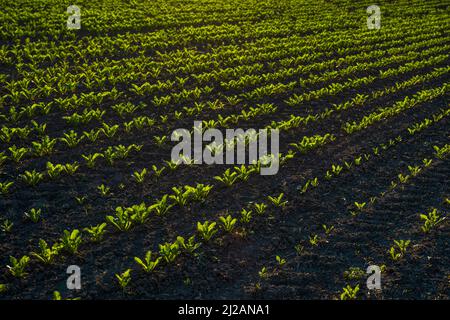 Straight rows of sugar beets growing in a soil in perspective on an agricultural field. Sugar beet cultivation. Young shoots of sugar beet Stock Photo