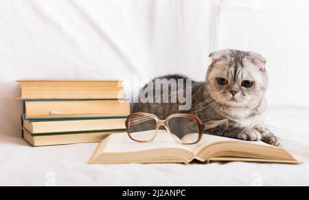 Cute cat plays with glasses and open books close up Stock Photo